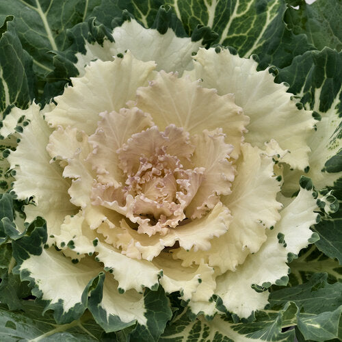 21 Osaka White Flowering Cabbage
