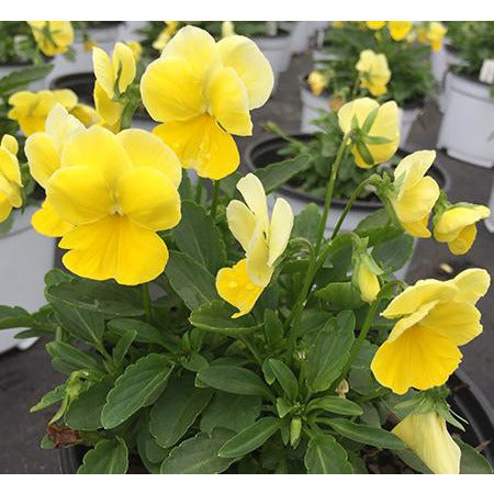 Viola Colormax Lemon Splash