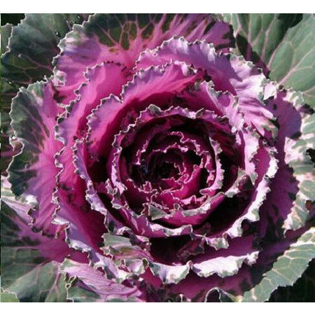 Osaka Red Flowering Cabbage