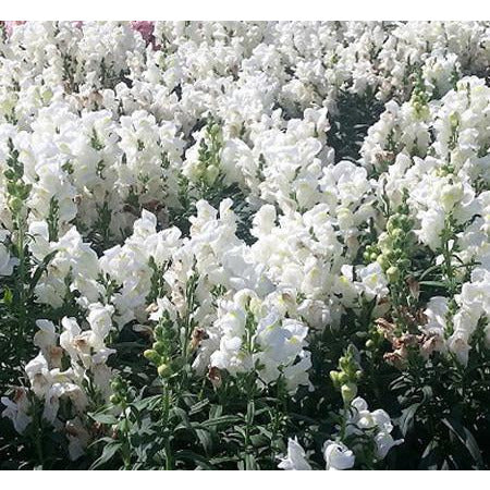 Snapdragon Sonnet White