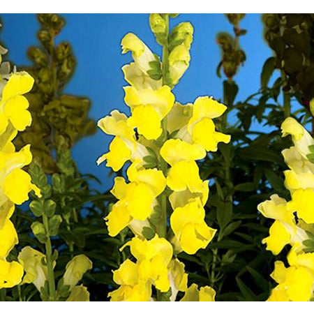 Snapdragon Sonnet Yellow