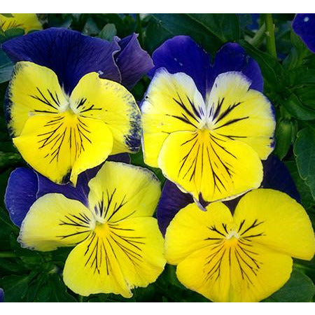 Matrix Morpheus (Periwinkle & Yellow)