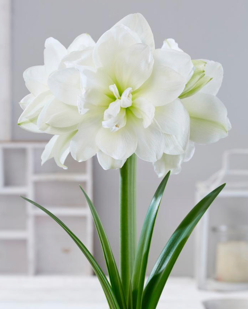 Package of 3 Alfresco Bulbs