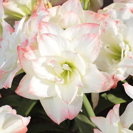 Package of 3 'Amadeus' Bulbs