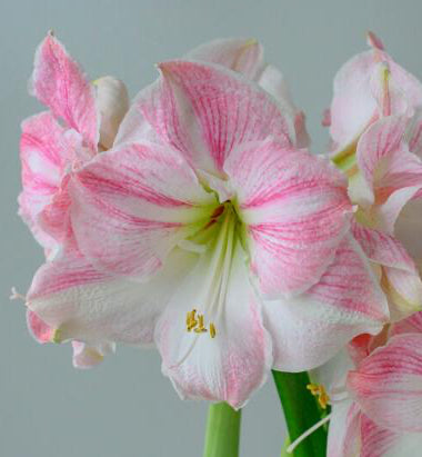 Package of 3 Cherry Blossom Bulbs