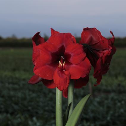 Package of 3 'Red Fantasy' Bulbs