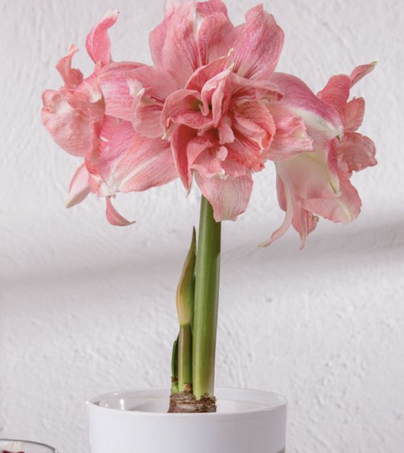 Package of 3 Rozetta Bulbs