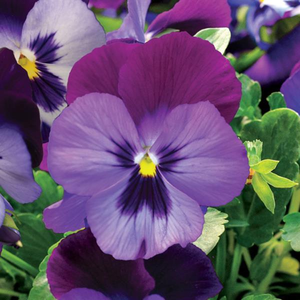 18 Viola ColorMax Blue Jeans