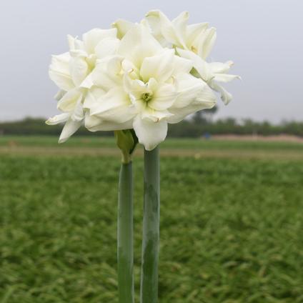 Package of 3 Amaryllis Bulbs 'White Symphony'