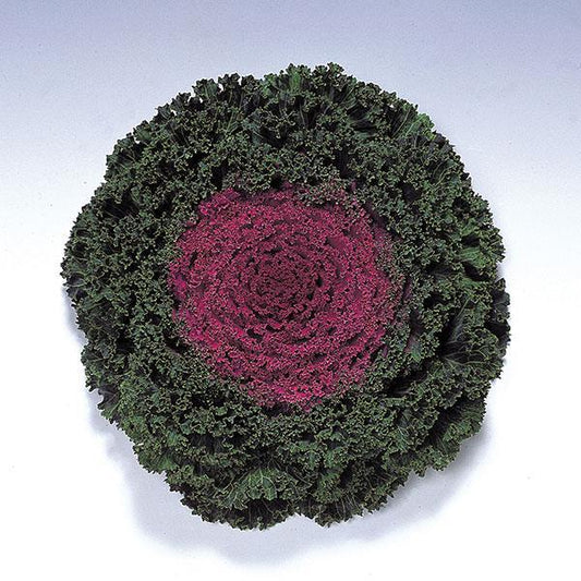 Kamome Red Flowering Kale
