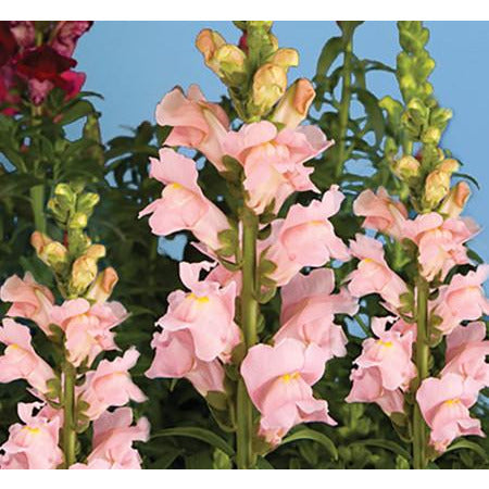Snapdragon Sonnet Pink