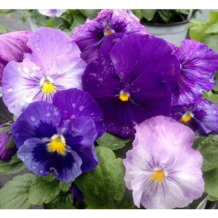 Delta Lavender Shades