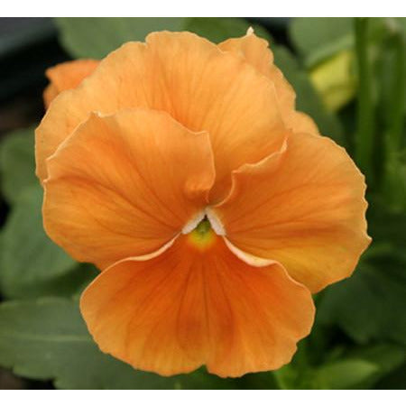 Delta Pure Deep Orange
