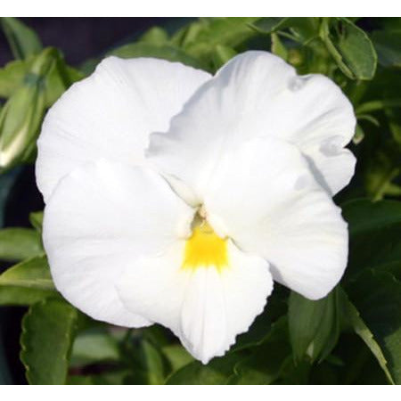 Delta Pure White