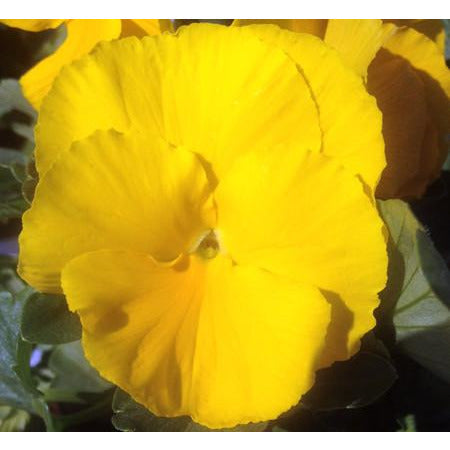 Delta Yellow