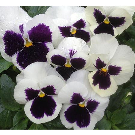 Majestic Giant White w/blotch