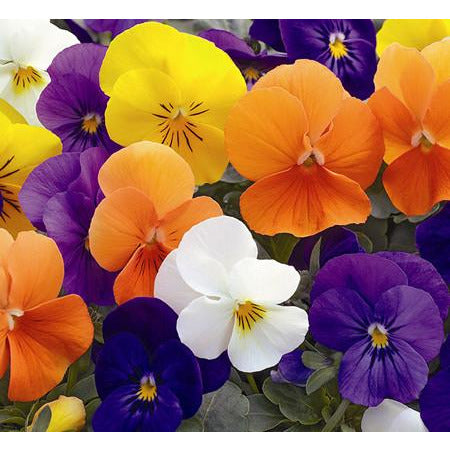 Viola Penny All-Season Mix
