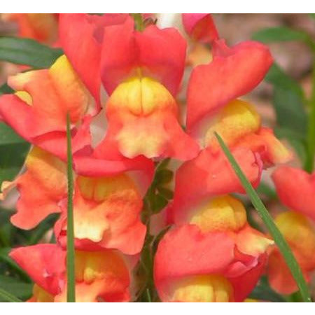 Snapdragon Sonnet Orange